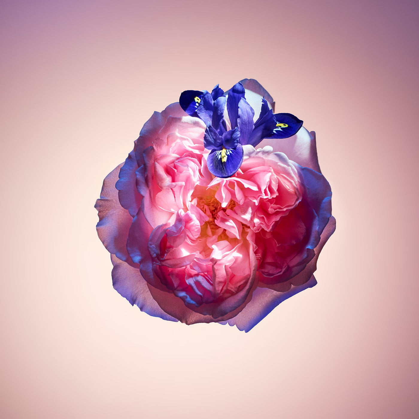 Louis Vuitton Parfum Rose des Vents