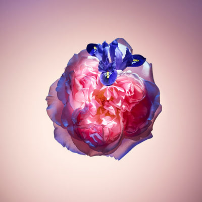 Louis Vuitton Parfum Rose des Vents