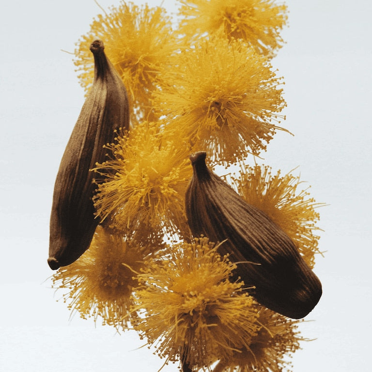 Jo Malone Mimosa & Cardamom